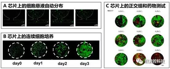 微流控芯片上的細胞懸液自動分布(A)，連續(xù)細胞培養(yǎng)后仿真腫瘤組織形成（B）以及基于組織陣列的抗腫瘤藥物正交組合測試（C）
