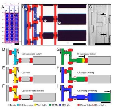 單細(xì)胞RT PCR分析，來(lái)自White等，PNAS，2011
