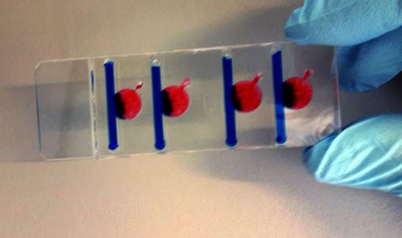 在四個腔室中的任何一個腔室中，可以產(chǎn)生影響細胞生長的不同條件。圖片來源：維也納科技大學(xué)