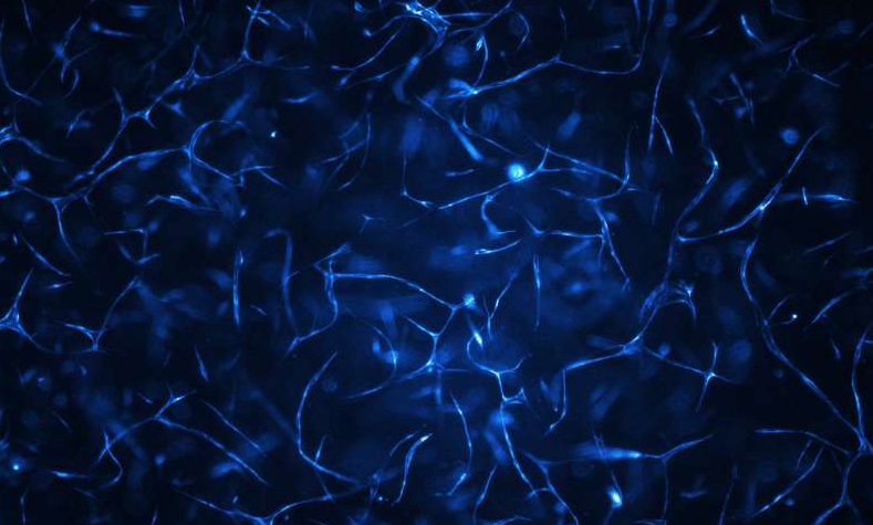人體血管系統(tǒng)生長在生物芯片上。圖片來源：維也納科技大學(xué)