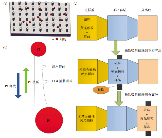 圖2免疫捕獲細(xì)胞分離芯片結(jié)構(gòu)示意圖(a)抗體特異性細(xì)胞捕獲示意圖。(b)磁珠細(xì)胞分離芯片示意圖。(c)表面張力不相容過(guò)濾篩選芯片示意圖