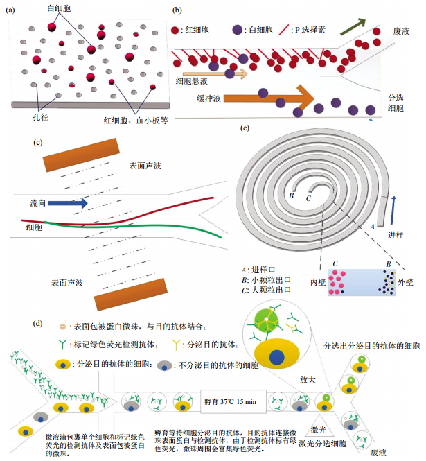 圖3無(wú)標(biāo)簽細(xì)胞分離方法芯片結(jié)構(gòu)示意圖(a)小孔徑攔截酯膜電鏡圖。(b)非對(duì)稱(chēng)流系統(tǒng)細(xì)胞分離示意圖。(c)斜角表面聲波技術(shù)細(xì)胞分離。(d)微液滴細(xì)胞分選。(e)多路復(fù)用螺旋微流控芯片細(xì)胞分離示意圖