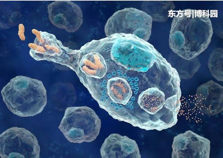 細胞在擁擠的細胞環(huán)境中移動得更快？