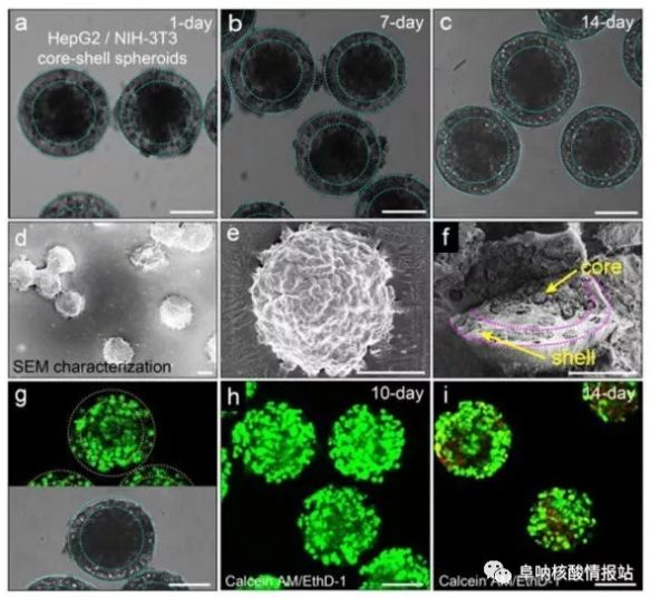 圖片5.png 圖4 在核-殼球體中共培養(yǎng)肝細(xì)胞和成纖維細(xì)胞。a-c) 肝細(xì)胞在核心和殼中的成纖維細(xì)胞分別共培養(yǎng)1天，7天和14天。隨著時(shí)間的推移，保持其球形形態(tài)。d-e)SEM圖像。f) 在核-殼結(jié)構(gòu)中空間受限的細(xì)胞集合。g）在-80℃下凍兩周然后在37℃下融化之后，封裝在球狀體中的細(xì)胞的高存活力。h）封裝在球體中的細(xì)胞共培養(yǎng)10天顯示出高細(xì)胞活力。i）培養(yǎng)14天的細(xì)胞的活力略有下降。