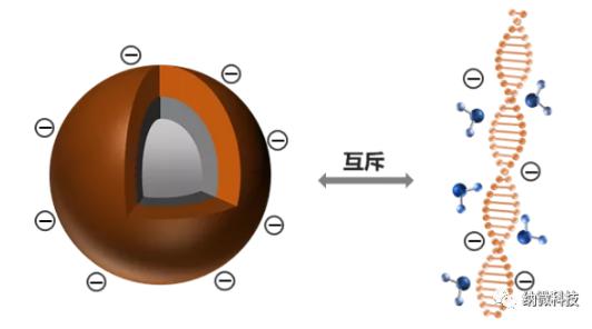 磁珠如何與核酸結(jié)合，實現(xiàn)提取功能？