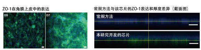 圖5：在角膜芯片內培養(yǎng)的角膜上皮細胞的ZO-1蛋白質（綠色）表達。角膜發(fā)揮作用需要ZO-1